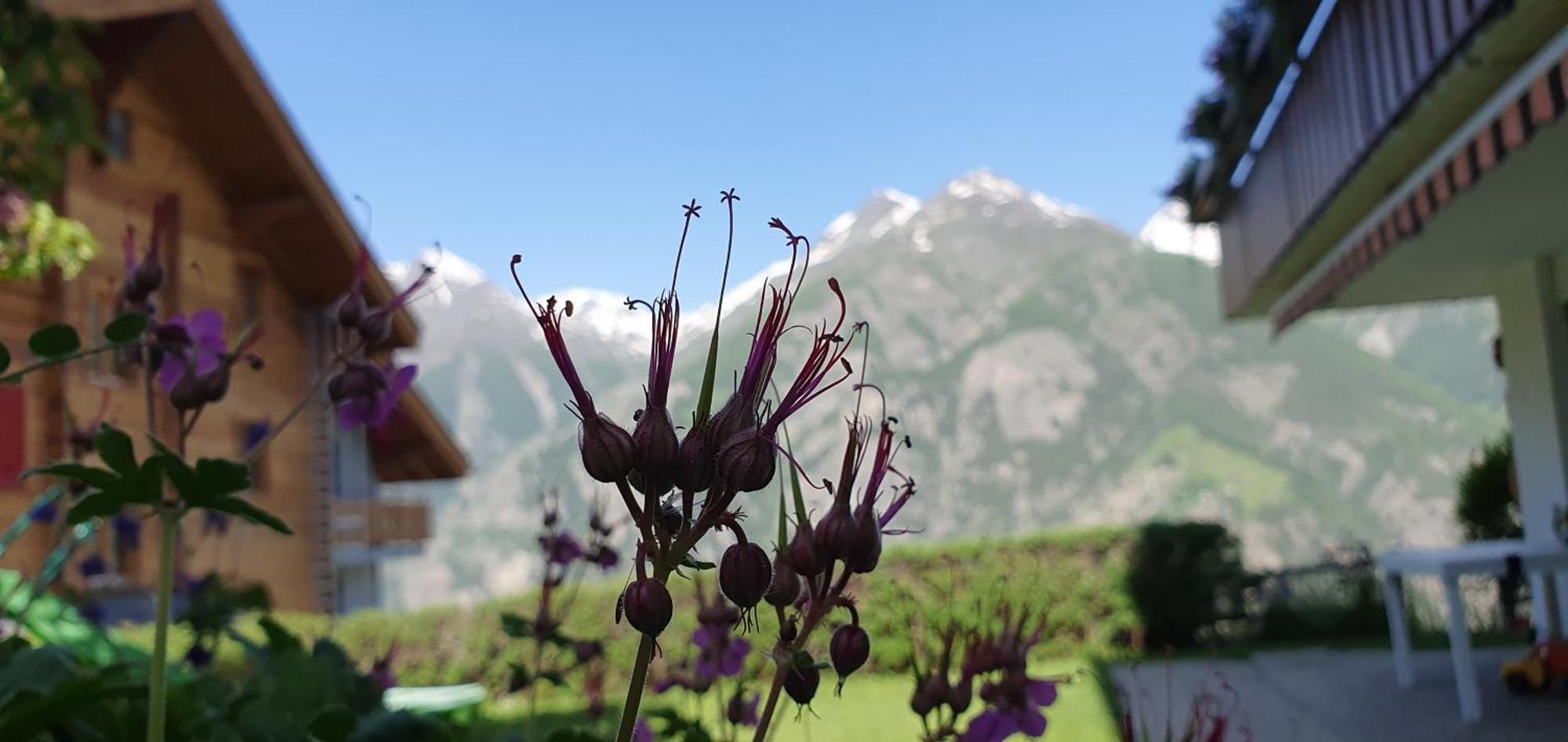 Chalet Schneevogul Grachen Bagian luar foto